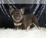 Small #2 French Bulldog