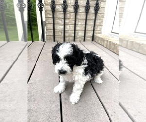 Poodle (Miniature) Puppy for sale in WEST BLOOMFIELD, MI, USA