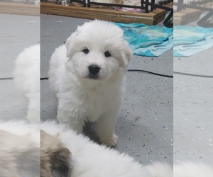 Great Pyrenees Puppy for sale in MOUNT PLEASANT, TX, USA