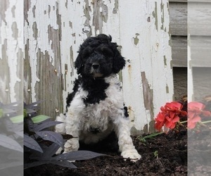 Poodle (Standard) Puppy for sale in FREDERICKSBURG, OH, USA