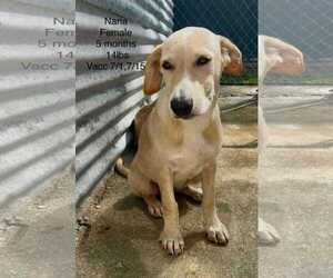 Chihuahua-Retriever Mix Dogs for adoption in Virginia Beach, VA, USA