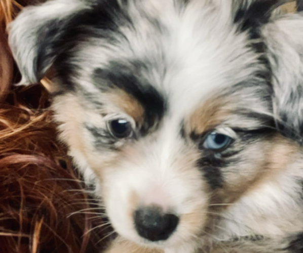 Medium Photo #1 Miniature Australian Shepherd Puppy For Sale in BEAVERTON, MI, USA