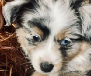 Mother of the Miniature Australian Shepherd puppies born on 11/03/2025