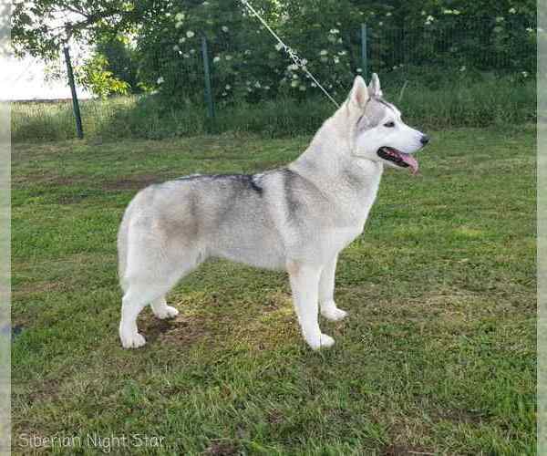 Medium Photo #1 Siberian Husky Puppy For Sale in Topolje, Osjecko-Baranjska, Croatia