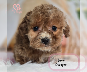 Cavapoo Puppy for sale in ELMHURST, IL, USA