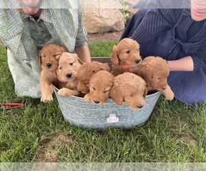 Goldendoodle Puppy for sale in LAFAYETTE, IN, USA