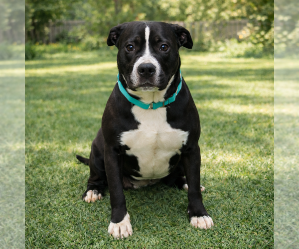 Medium Photo #3 Mutt Puppy For Sale in Rustburg, VA, USA