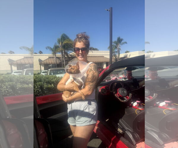 Medium Photo #2 Chihuahua Puppy For Sale in Imperial Beach, CA, USA