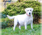 Small Photo #1 Labrador Retriever Puppy For Sale in SYRACUSE, IN, USA