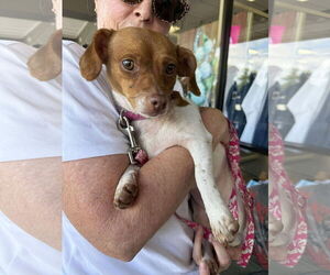 Chihuahua-Unknown Mix Dogs for adoption in Holly Springs, NC, USA