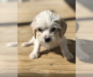 Poogle Puppy for sale in SPENCER, TN, USA