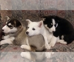 Small Photo #32 German Shepherd Dog-Siberian Husky Mix Puppy For Sale in SAINT MARYS, KS, USA