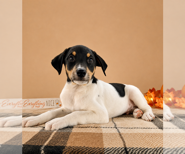 Medium Photo #3 Doberman Pinscher-Rat Terrier Mix Puppy For Sale in GREENFIELD, IN, USA