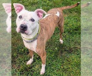 Mutt Dogs for adoption in Akron, OH, USA