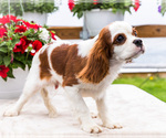 Small Photo #15 Cavalier King Charles Spaniel Puppy For Sale in WAKARUSA, IN, USA