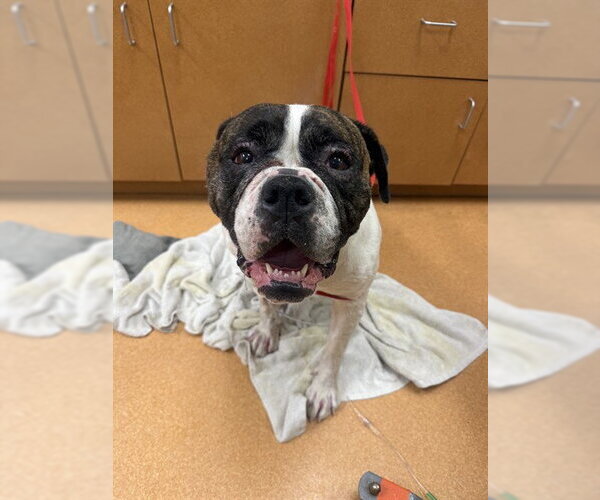 Medium Photo #1 American Bulldog-Unknown Mix Puppy For Sale in Martinez, CA, USA