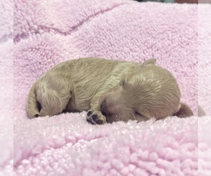 Poodle (Toy) Puppy for sale in ADAMSVILLE, TN, USA