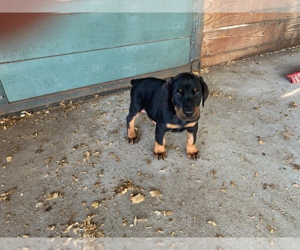 Medium Photo #6 Doberman Pinscher Puppy For Sale in ULYSSES, PA, USA