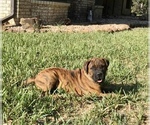 Small Photo #3 Bullmastiff Puppy For Sale in BELLVILLE, TX, USA
