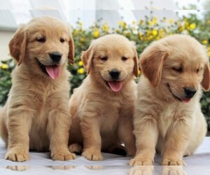 Golden Retriever Puppy for sale in ANAHEIM, CA, USA