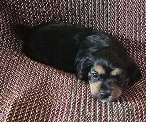 Shorkie Tzu Puppy for sale in BURLINGTON, MA, USA