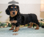 Puppy Jordan Dachshund