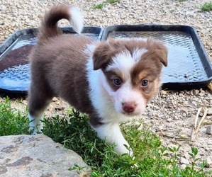 Medium Border-Aussie