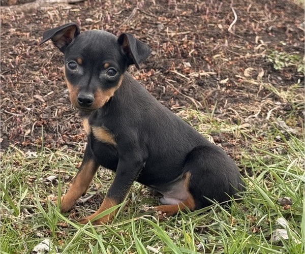 Medium Photo #2 Miniature Pinscher Puppy For Sale in CANOGA, NY, USA