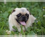 Small Photo #1 Pug Puppy For Sale in LIBERTY, KY, USA
