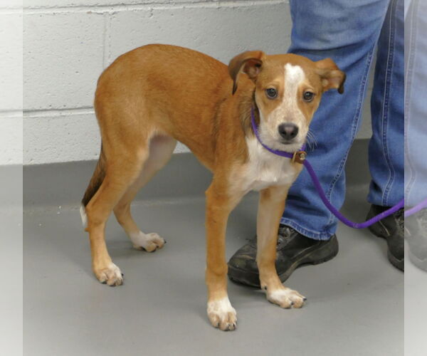 Medium Photo #4 Mutt Puppy For Sale in Pittsburgh, PA, USA