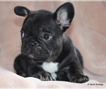 Small #2 French Bulldog