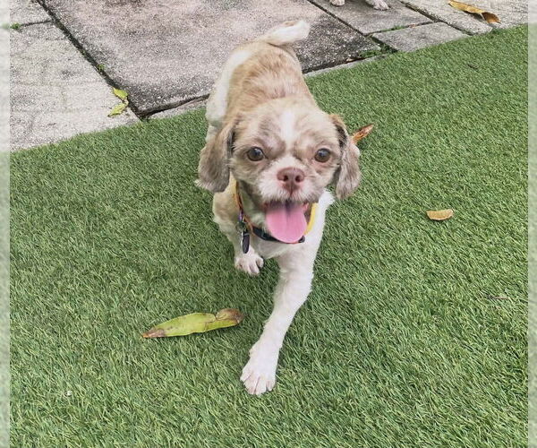 Medium Photo #1 Shih Tzu Puppy For Sale in Plantation, FL, USA