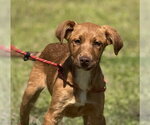 Small Labrador Retriever Mix