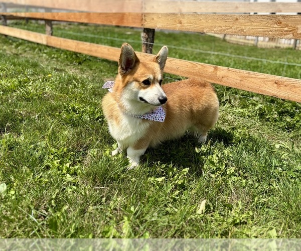 Medium Photo #9 Pembroke Welsh Corgi Puppy For Sale in COBLESKILL, NY, USA