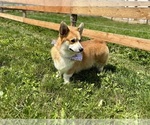 Small #8 Pembroke Welsh Corgi