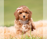 Small Photo #82 Poodle (Miniature) Puppy For Sale in WARSAW, IN, USA