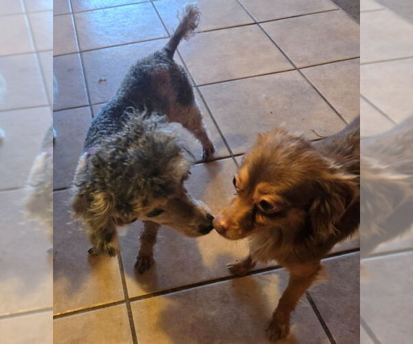 Medium Photo #3 Chihuahua Puppy For Sale in San Antonio, TX, USA