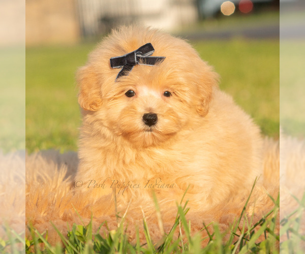 Medium Photo #40 Maltipoo (Toy) Puppy For Sale in WARSAW, IN, USA