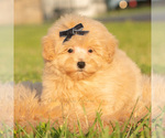 Small Photo #40 Maltipoo (Toy) Puppy For Sale in WARSAW, IN, USA