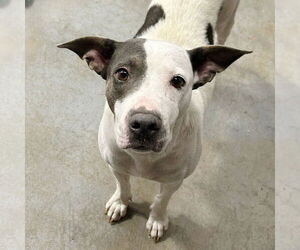 American Bulldog-Unknown Mix Dogs for adoption in Sheridan, CO, USA