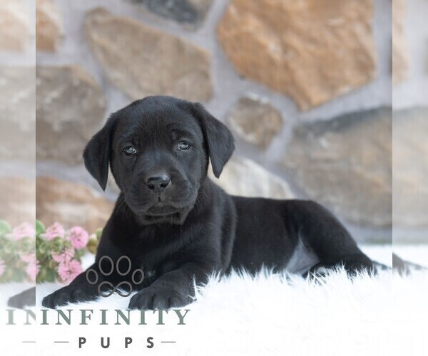 Medium Photo #5 Labrador Retriever Puppy For Sale in MIFFLINTOWN, PA, USA