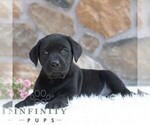 Small #4 Labrador Retriever