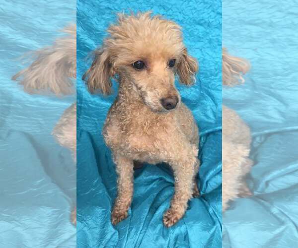 Medium Photo #4 Mutt Puppy For Sale in Cuba, NY, USA