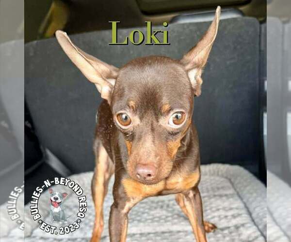 Medium Photo #3 Miniature Pinscher Puppy For Sale in Omaha, NE, USA