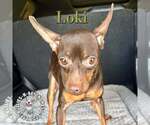 Small #2 Miniature Pinscher