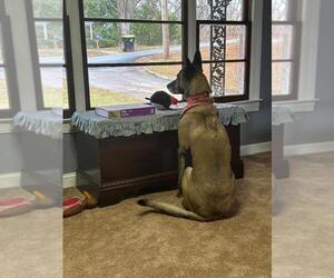 Tilly Female, SC. - Female Mutt Dog for Adoption - Photo #3