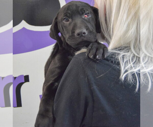 Medium Photo #5 Mutt Puppy For Sale in Huntley, IL, USA