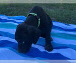Small #2 Labrador Retriever Mix