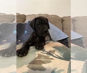 Great Dane Puppy for Sale in PERKASIE, Pennsylvania USA