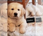 Small Photo #14 Golden Retriever Puppy For Sale in BENNETT, CO, USA